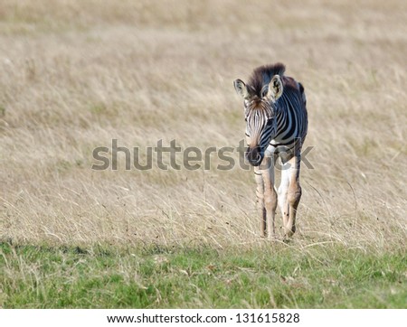 A young zebra walking towards some greener grass