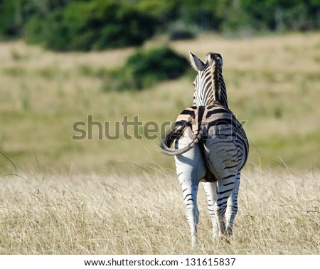 A zebra seen from behind looking ahead in grasslands