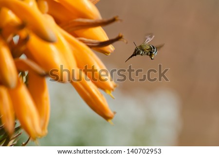 A bee-fly hovering up to an orange aloe flower with long proboscis protruding