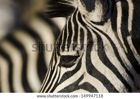 Zebra eye with zebra patterned background