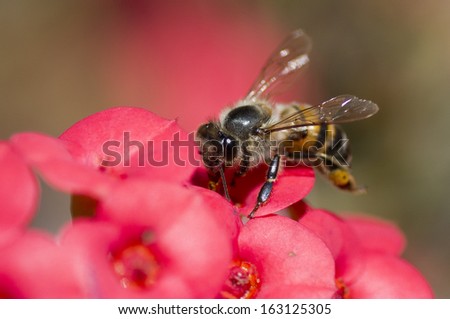 An African honey bee feeding on a bunch of red flowers