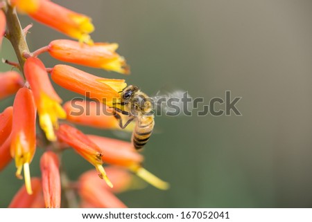 A bee with flapping wings on an orange and yellow aloe flower