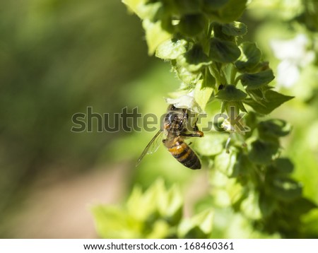 An African honey bee in a small white basil herbs flower