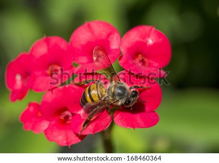 An African honey bee on a composite red flower with green background