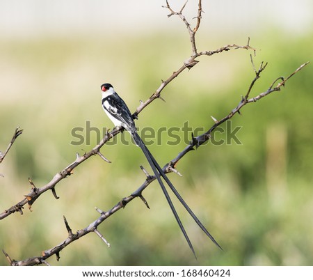 A pin-tailed whydah perching on a dry branch looking towards the camera