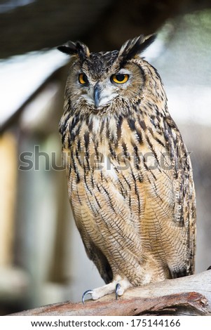 A large eagle owl with yellow eyes perched on a branch
