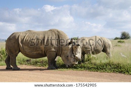 A mother white rhino and child standing head to head