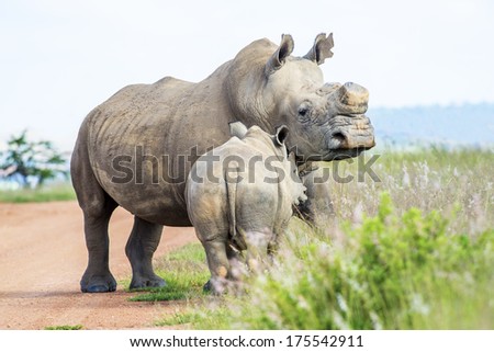 A young white Rhino snuggling up to his de-horned mother