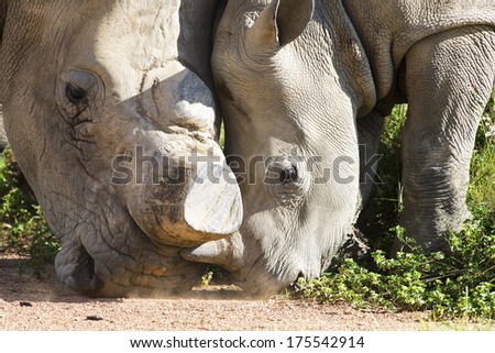 Closeup of a young white Rhino head to head playing with its mother