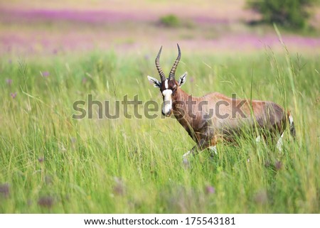 A Blesbuck in a green field with purple pom pom flowers in the background