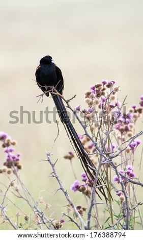 A long-tailed Widowbird seated on a dry twig amongst pom pom flowers