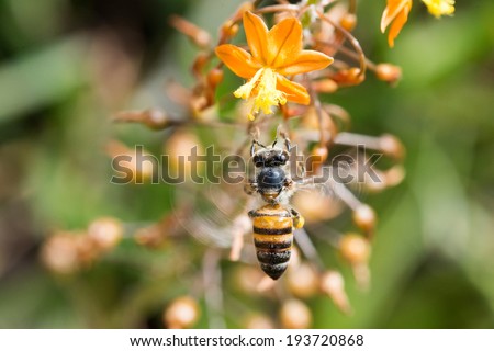 An African honey bee approaches a yellow and orange flower in flight