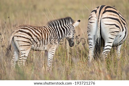 A young furry zebra foal follows its mother in long grass