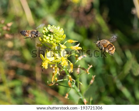 A large banded bee approaches an African honey bee with a Bulbine flower between them