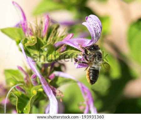 A side view of a bee and purple Ribbon bush flower with out of focus background