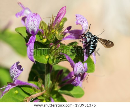 A black and white bee amongst purple Ribbon bush flowers