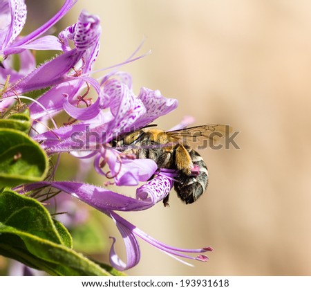A banded bee trying to get close to the nectar in a purple Ribbon bush flower with soft background