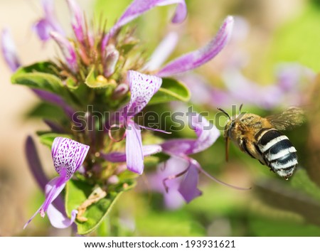 A banded bee flying towards a purple Ribbon bush flower
