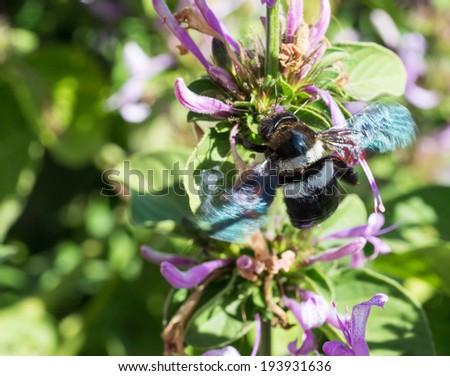 Aerial view of a large carpenter bee flying towards a Ribbon bush