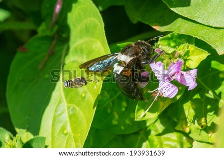 A small banded bee approaching a large carpenter bee on a Ribbon bush