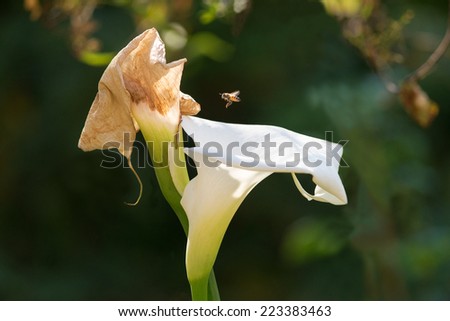 An African honey bee flying towards an aging  white Arum Lily with dark background
