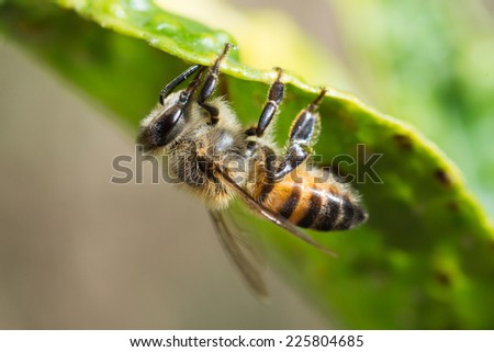 An African bee feeding on honeydew from aphids under a lemon leaf