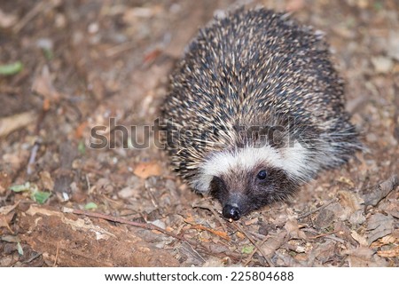 A small South African hedgehog with one eye open on a forest floor