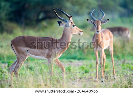 Impala males standing with a green forest background