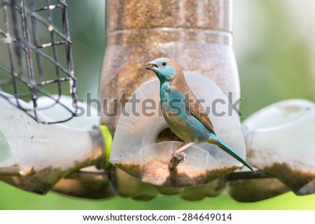 A blue waxbill bird eating at a bird feeder