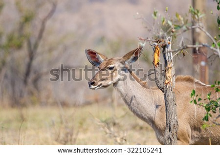 A female Kudu walking behind a broken tree