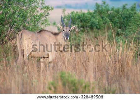 Side view of an Eland with head turned towards the camera