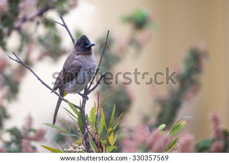 A black-eyed Bulbul perched on a dry branch with head tilted in attentive fashion
