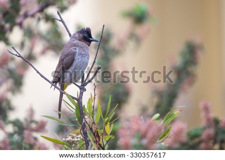 A black-eyed Bulbul perched on a dry branch with soft colored background