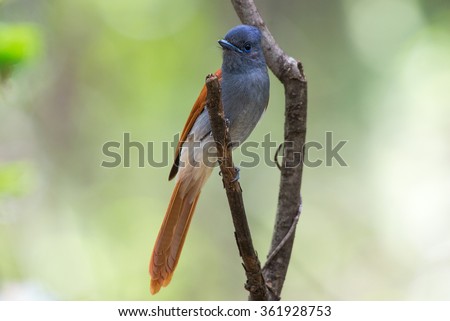 A female Paradise Flycatcher perched on a dead branch with soft background