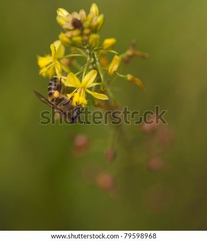 African Killer Bee on Yellow Bulbine Flower