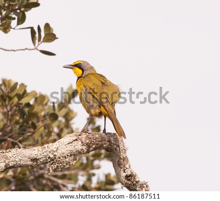 View of Bokamakierie bird from behind looking sideways on branch