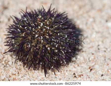 Single purple sea urchin on beach sand