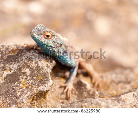 Close-up of the head of a blue head lizard peeping over a rock
