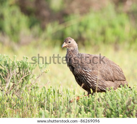 Lone Cape Francolin about to start walking from behind some low bushes