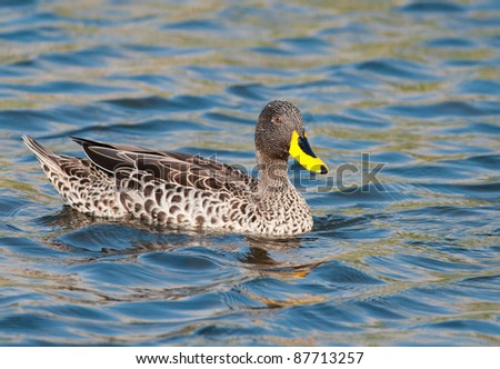 Yellow-billed duck swimming seen from the right towards camera