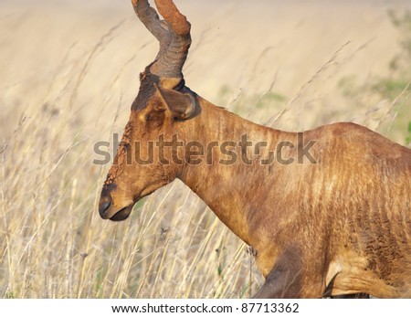 View of a Hartebeest seen from the side with mud covered face and part of horns