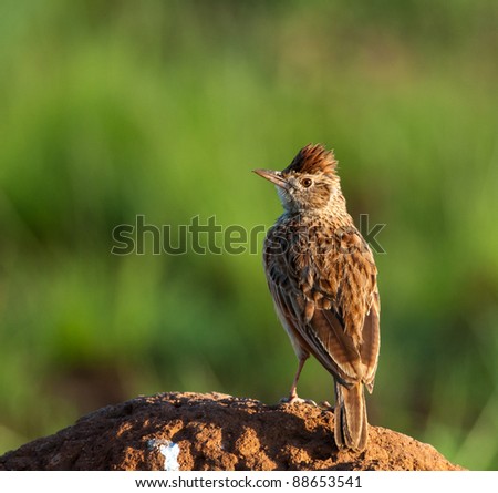 Rufous-naped Lark standing on an ant heap looking to the left