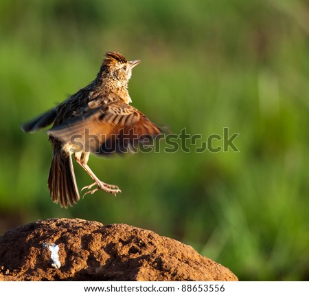 Rufous-naped Lark jumping on an ant heap with body and head in focus and wings blurred to accentuate motion