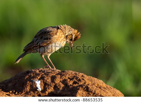 Rufous-naped Lark  on an ant heap with head down looking dejected after fruitless jumping and shouting
