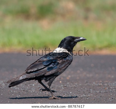 Detailed view of a Pied crow on a tar road with grass in the background showing glossy feather detail