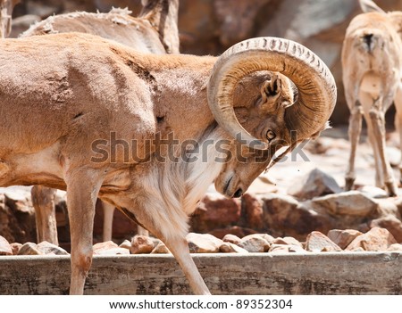 View of the head and shoulders of a bighorn sheep ram with his head lowered