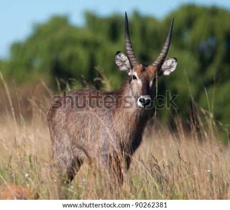 Waterbuck seen from the front in long grass with blurry trees in background
