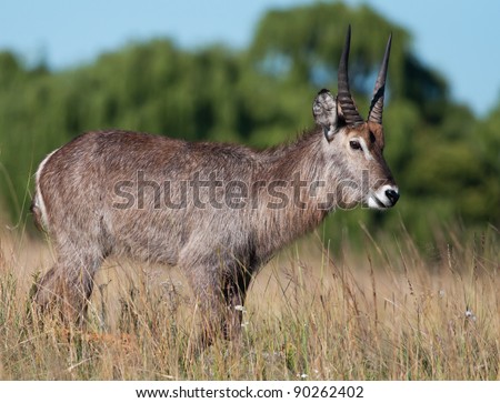 Waterbuck seen from the side walking in long grass with trees in the background