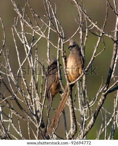 Mousebird perched upright in a dried bush with another our of focus in the background