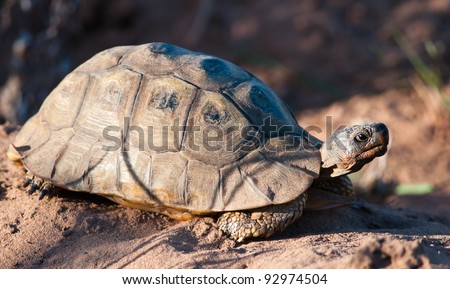 A small tortoise looking into the distance on a sandy patch